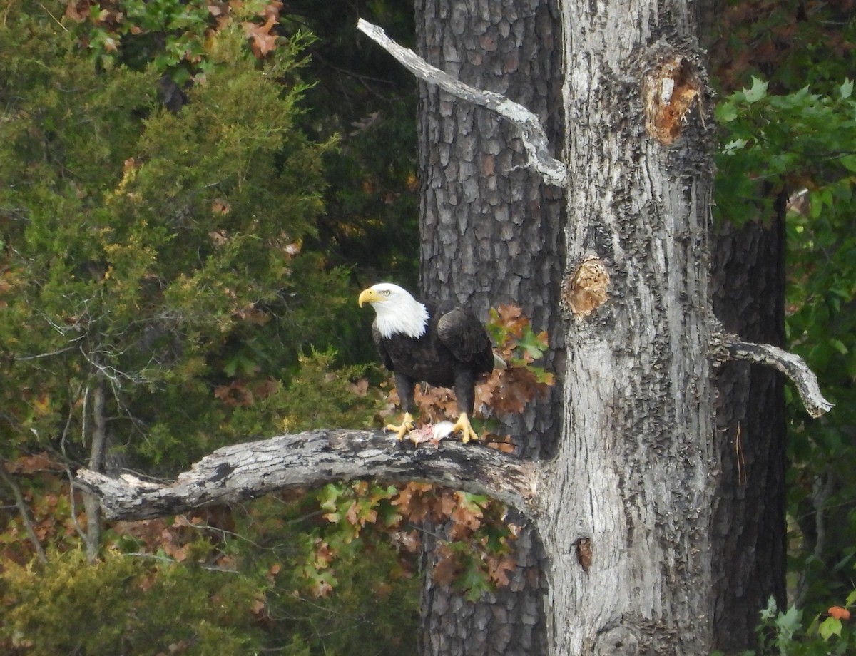 Bald Eagle - ML626149496