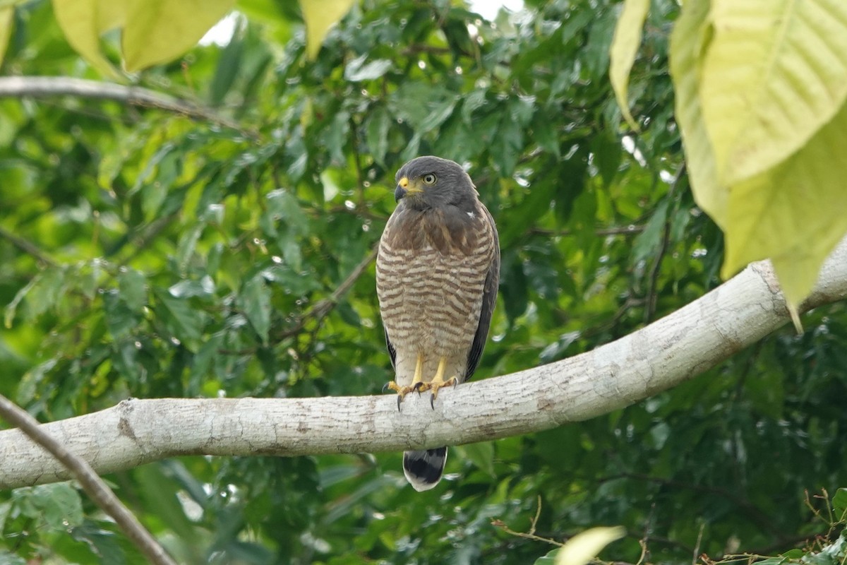 Roadside Hawk - ML626149501