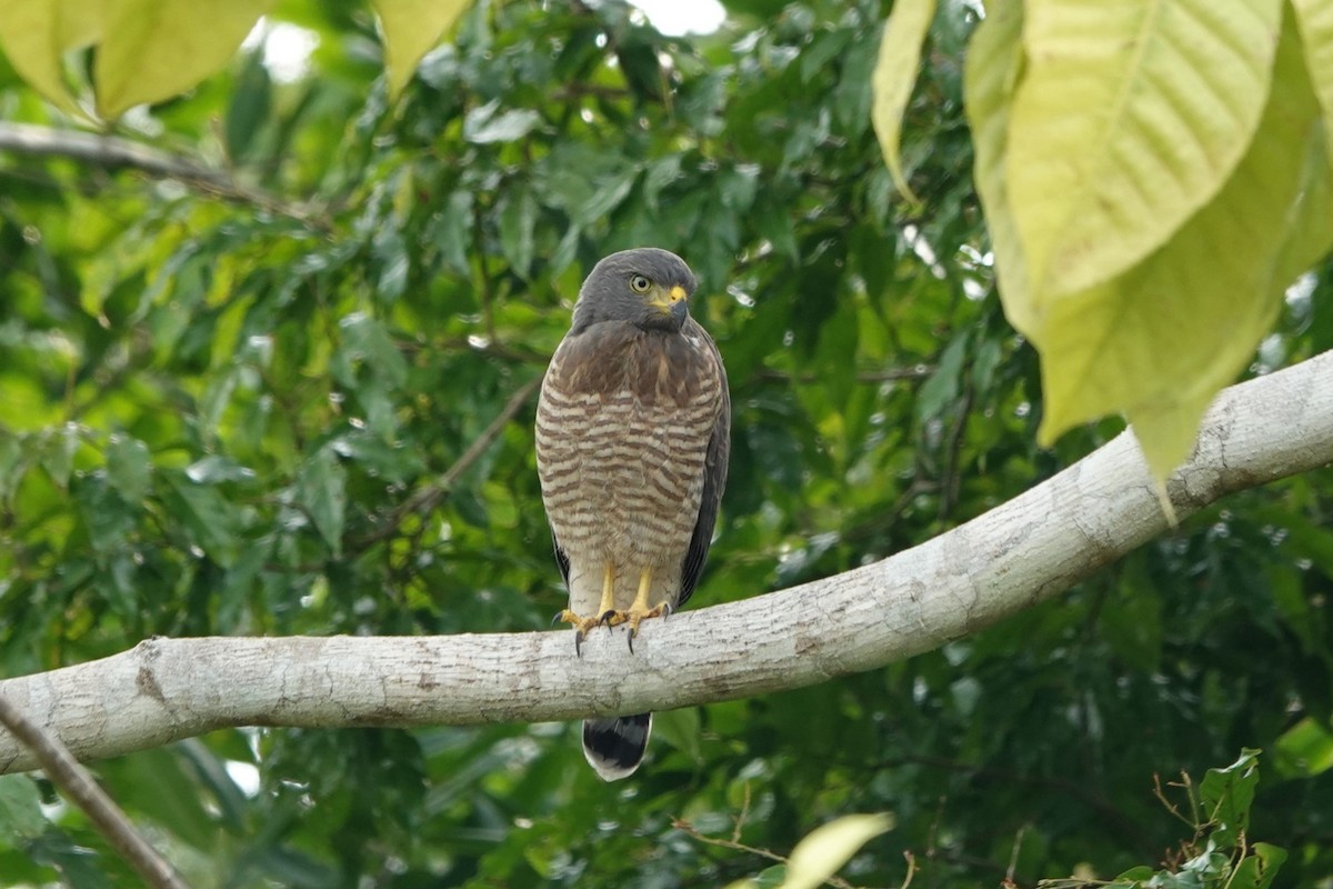 Roadside Hawk - ML626149505