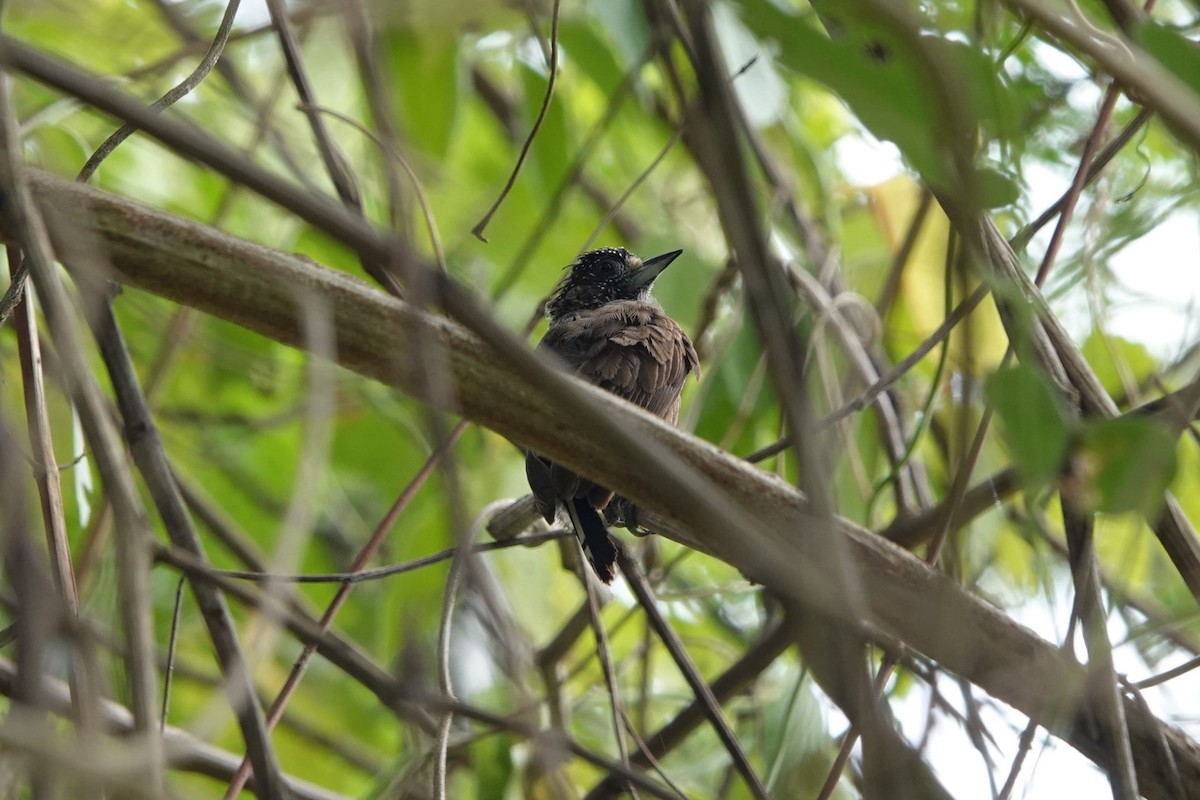 Varzea Piculet - ML626149549