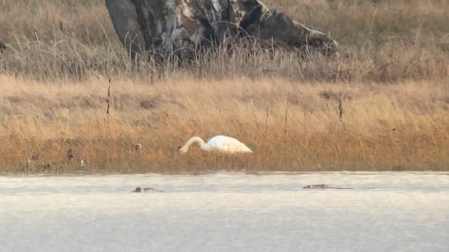 Tundra Swan - ML626149572