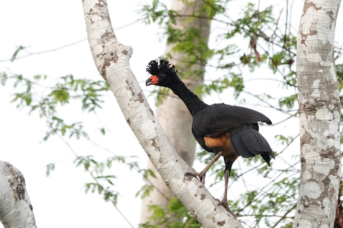 Wattled Curassow - ML626149589