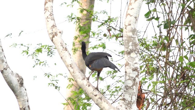 Wattled Curassow - ML626149610