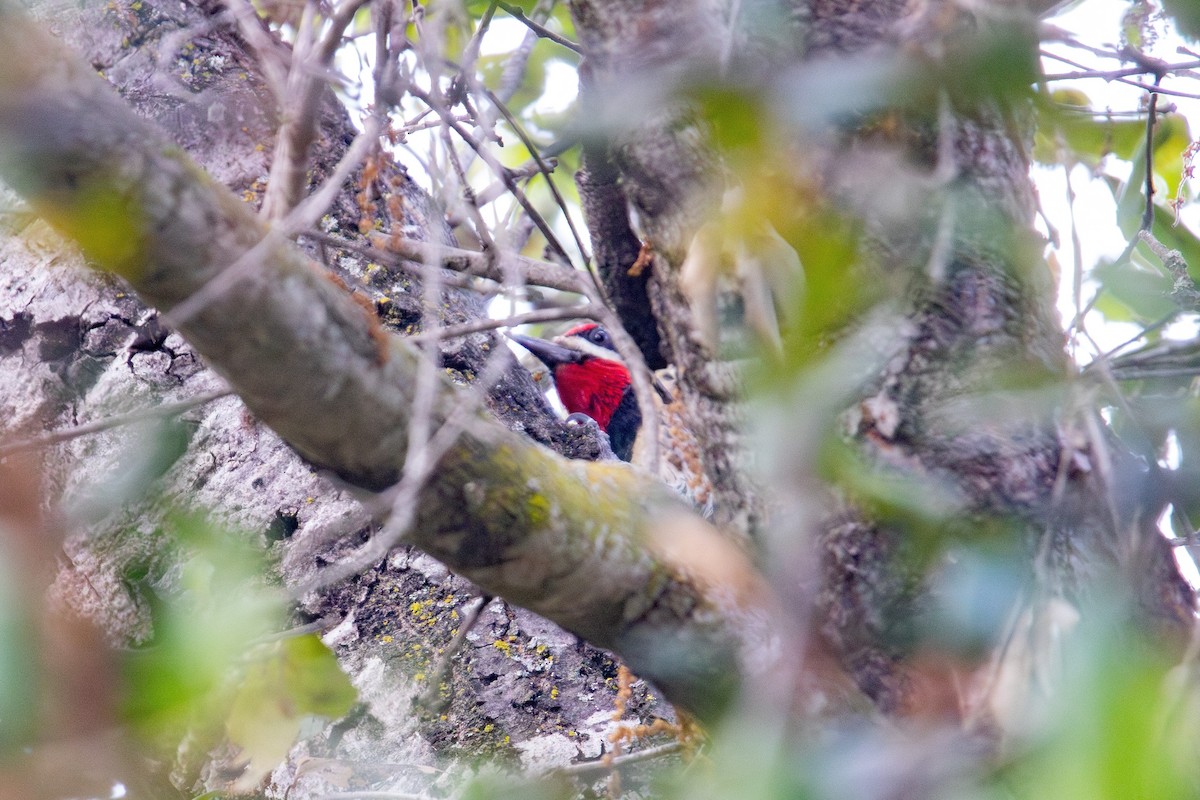 Red-naped Sapsucker - ML626149644