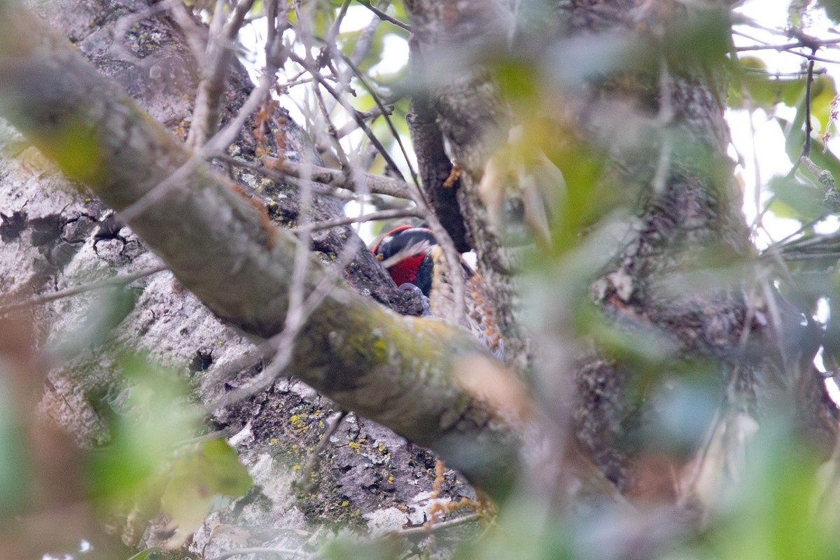 Red-naped Sapsucker - ML626149646