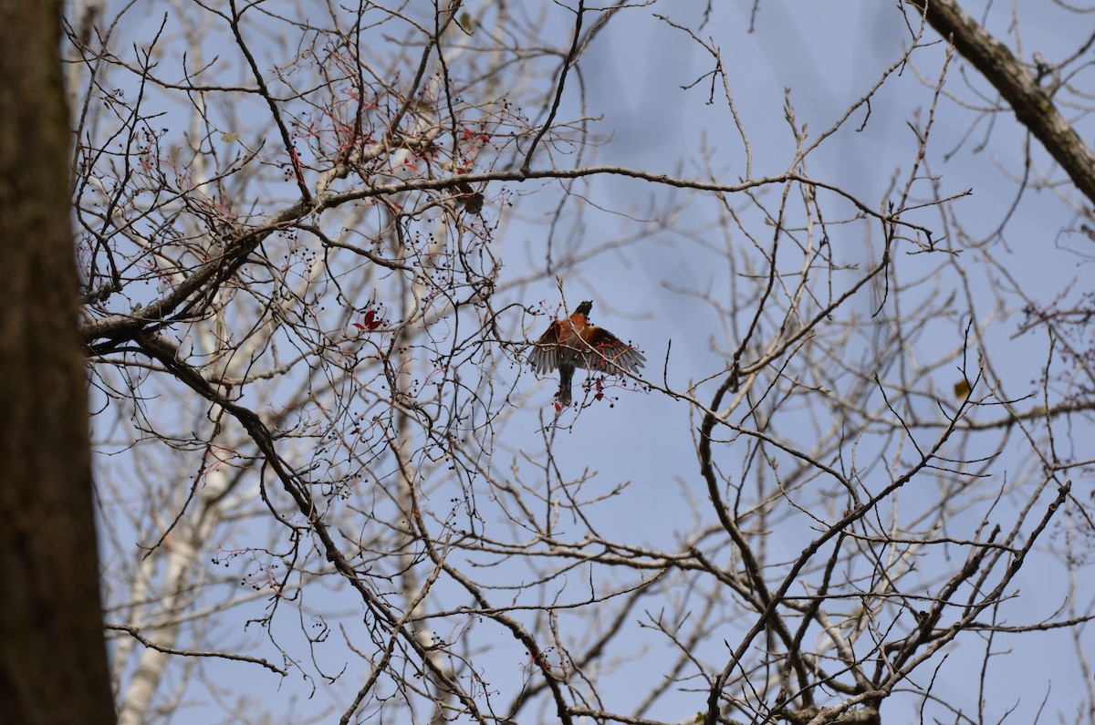 American Robin - Harrison Taylor