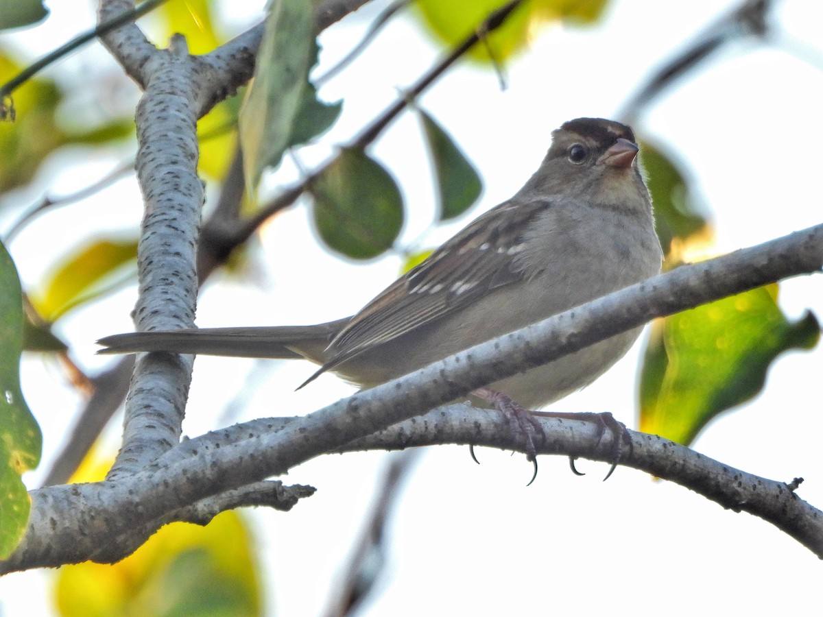 White-crowned Sparrow - ML626149810