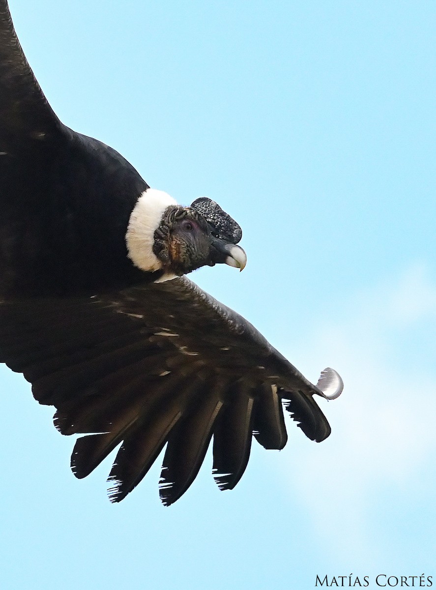 Andean Condor - ML626149812