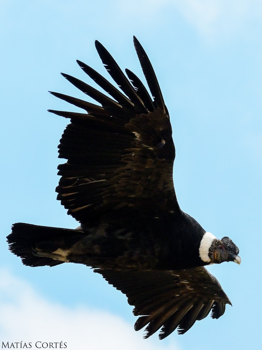 Andean Condor - ML626149813