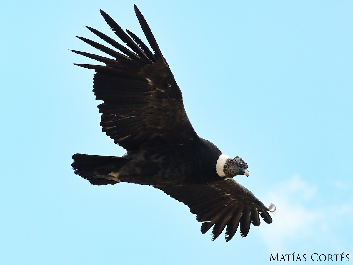 Andean Condor - ML626149816