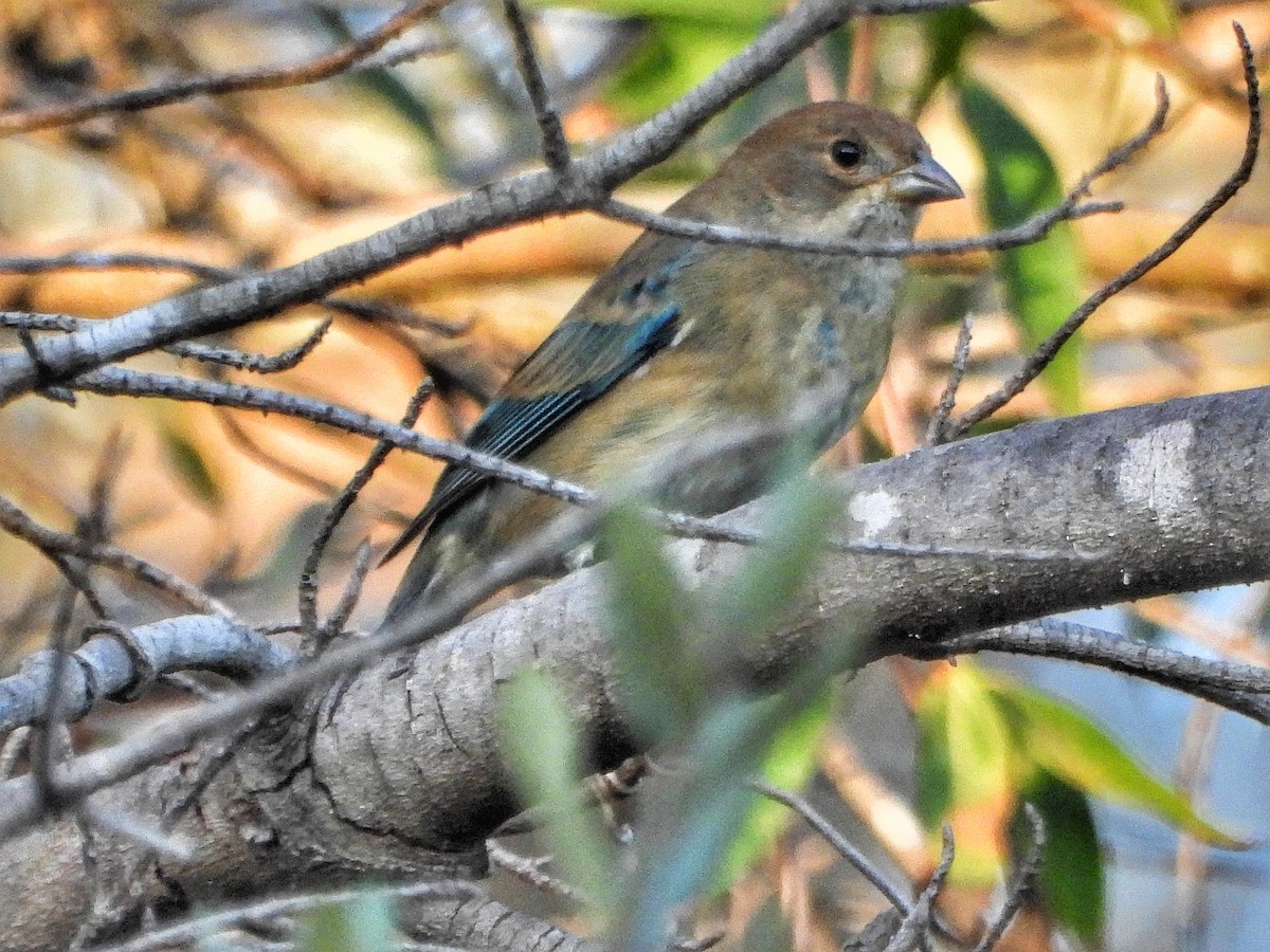 Indigo Bunting - ML626149818