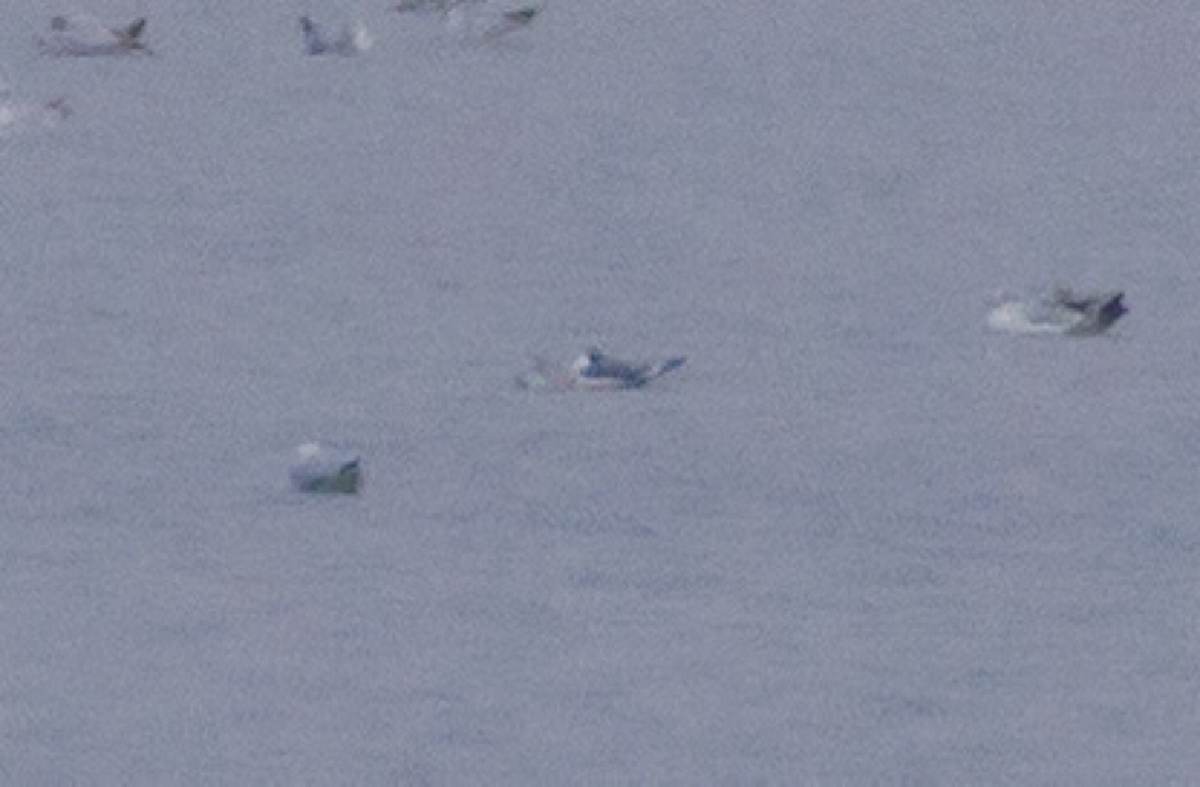 Franklin's Gull - ML626149896