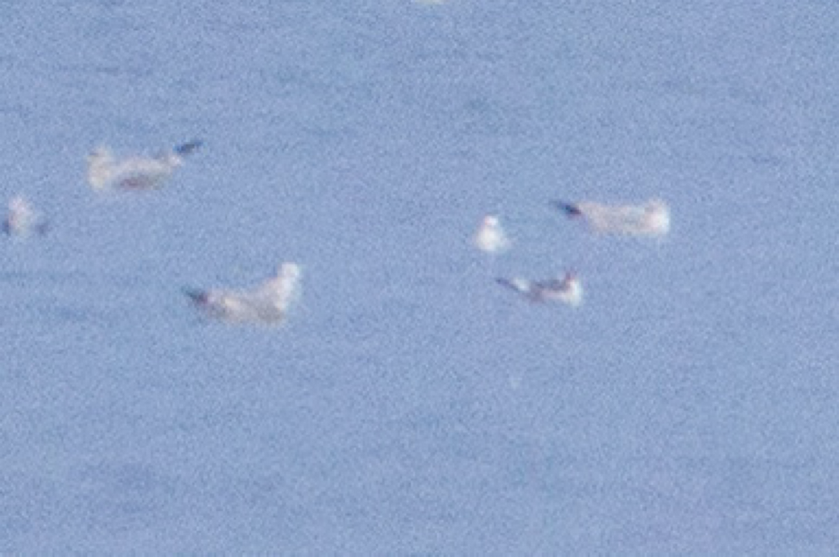 Franklin's Gull - ML626149897