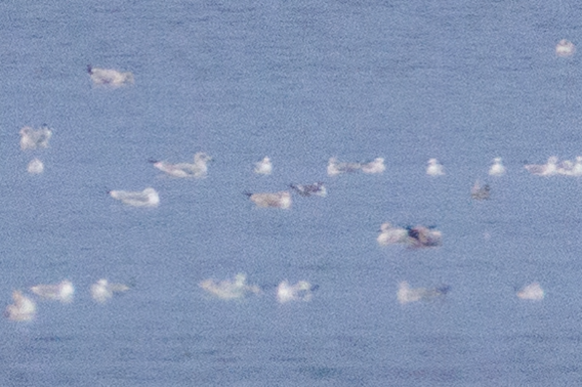 Franklin's Gull - ML626149898