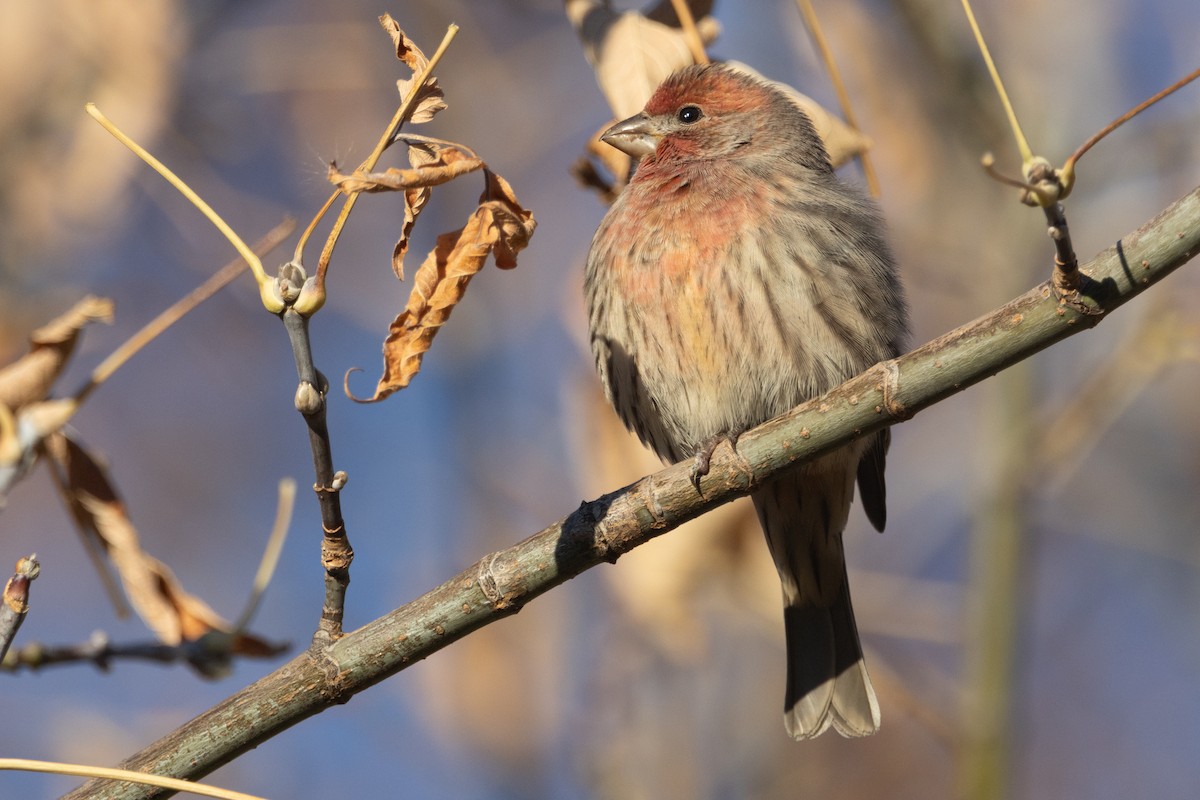 House Finch - ML626150474