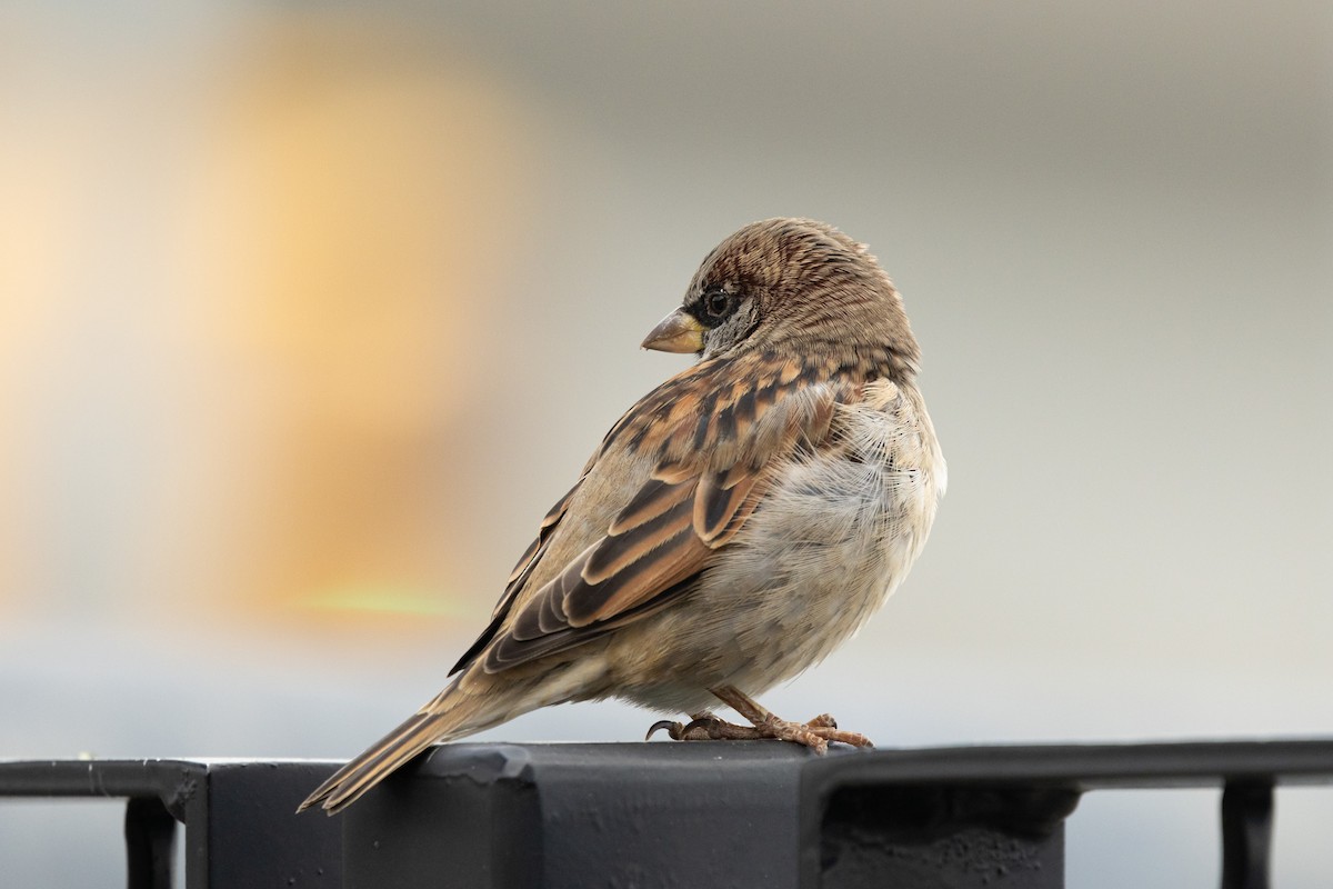 House Sparrow - ML626150698