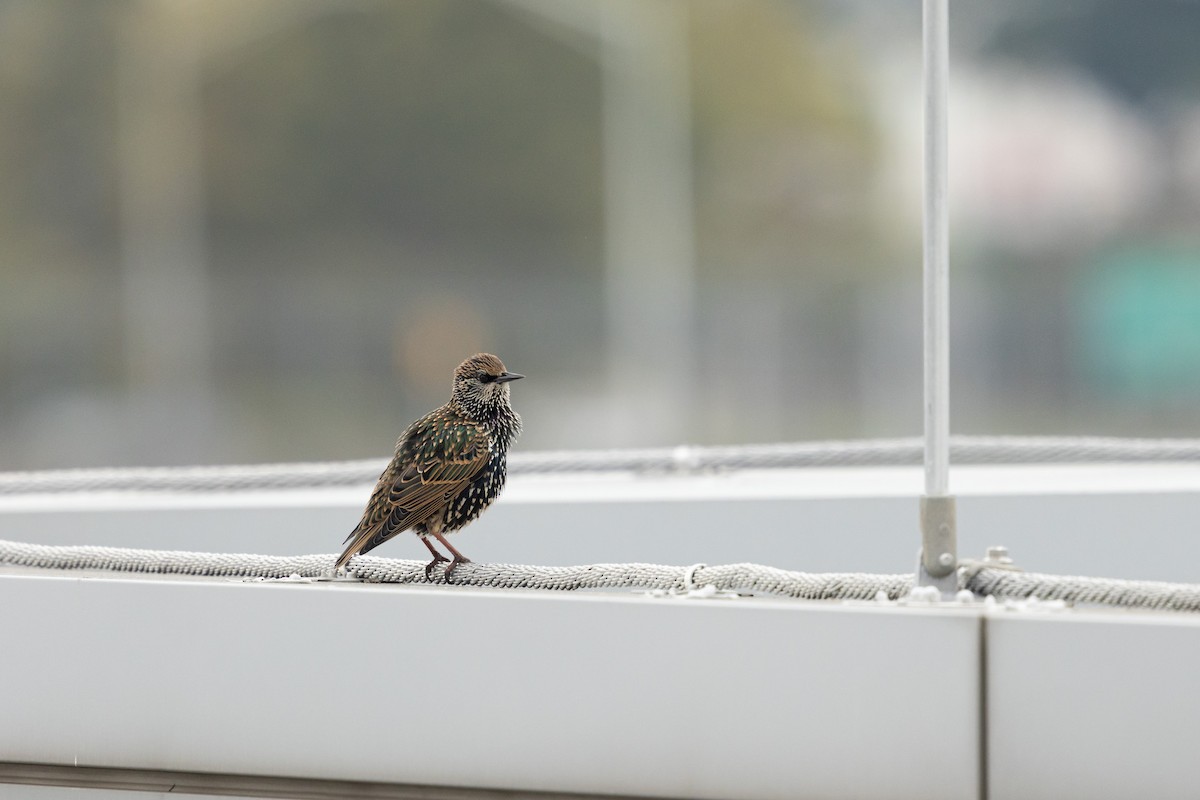 European Starling - ML626150701