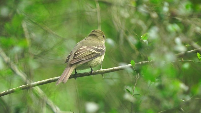 Olivaceous Elaenia - ML626150836