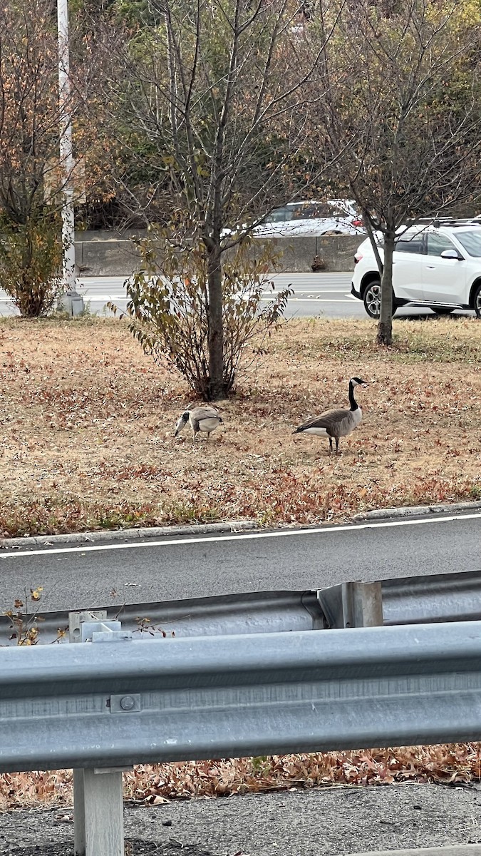 Domestic goose sp. x Canada Goose (hybrid) - ML626150897