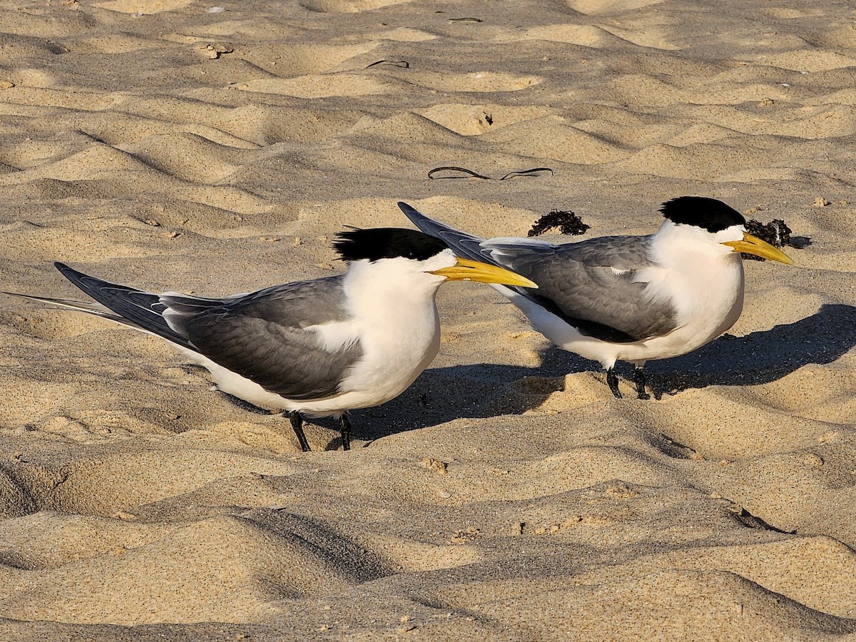 Great Crested Tern - ML626150961