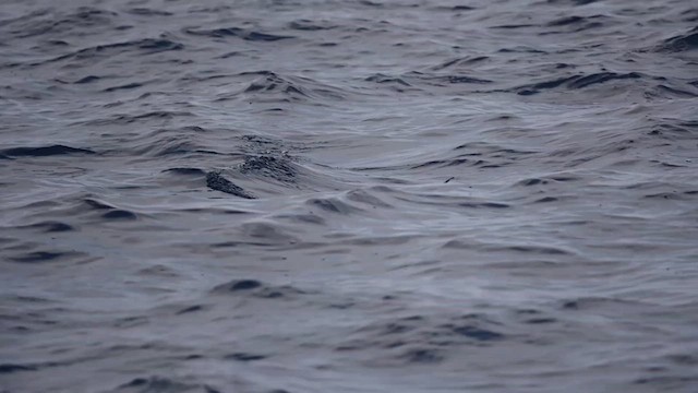Wilson's Storm-Petrel - ML626151089