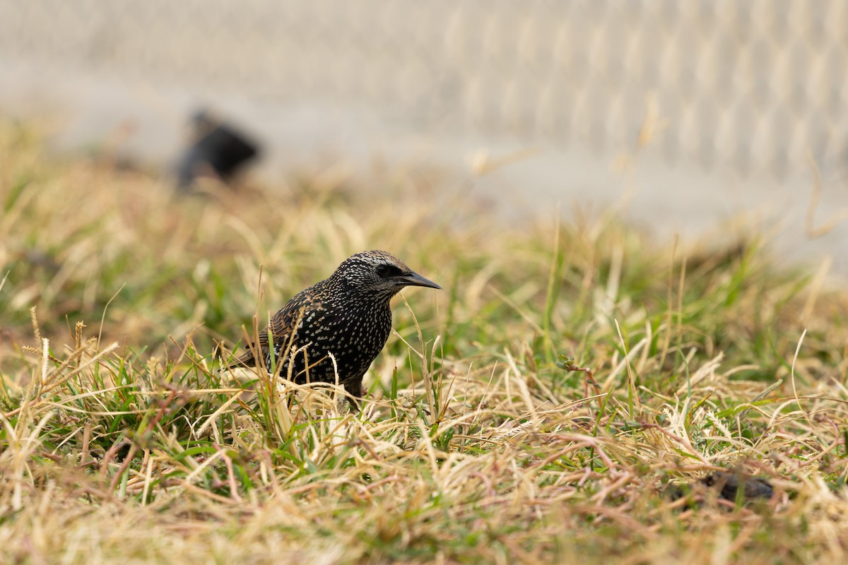 European Starling - ML626151120