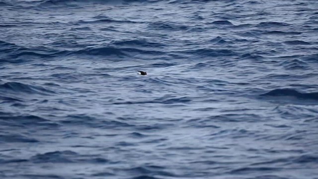 Wilson's Storm-Petrel - ML626151200
