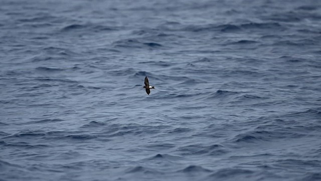 Wilson's Storm-Petrel - ML626151296