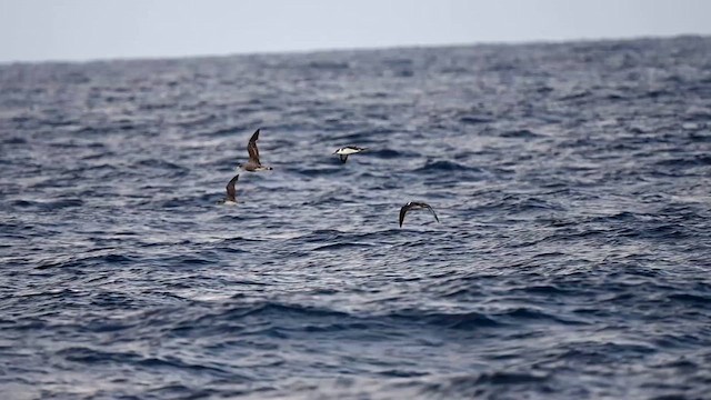 Great Shearwater - ML626151521