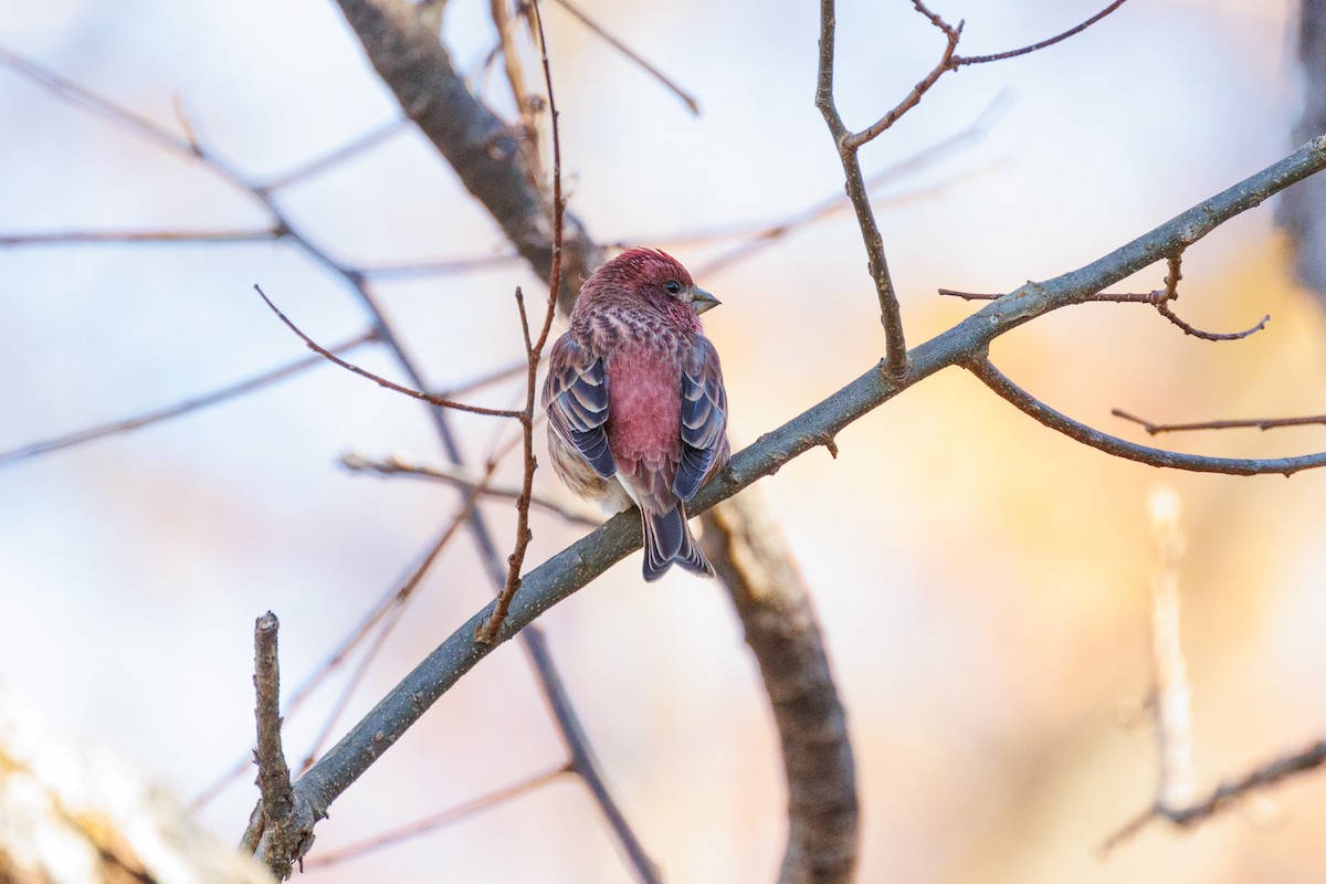 Purple Finch - ML626151522