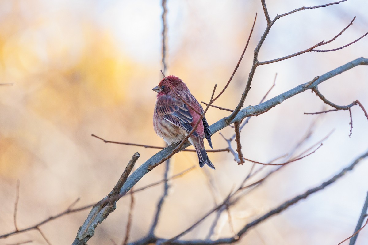 Purple Finch - ML626151523