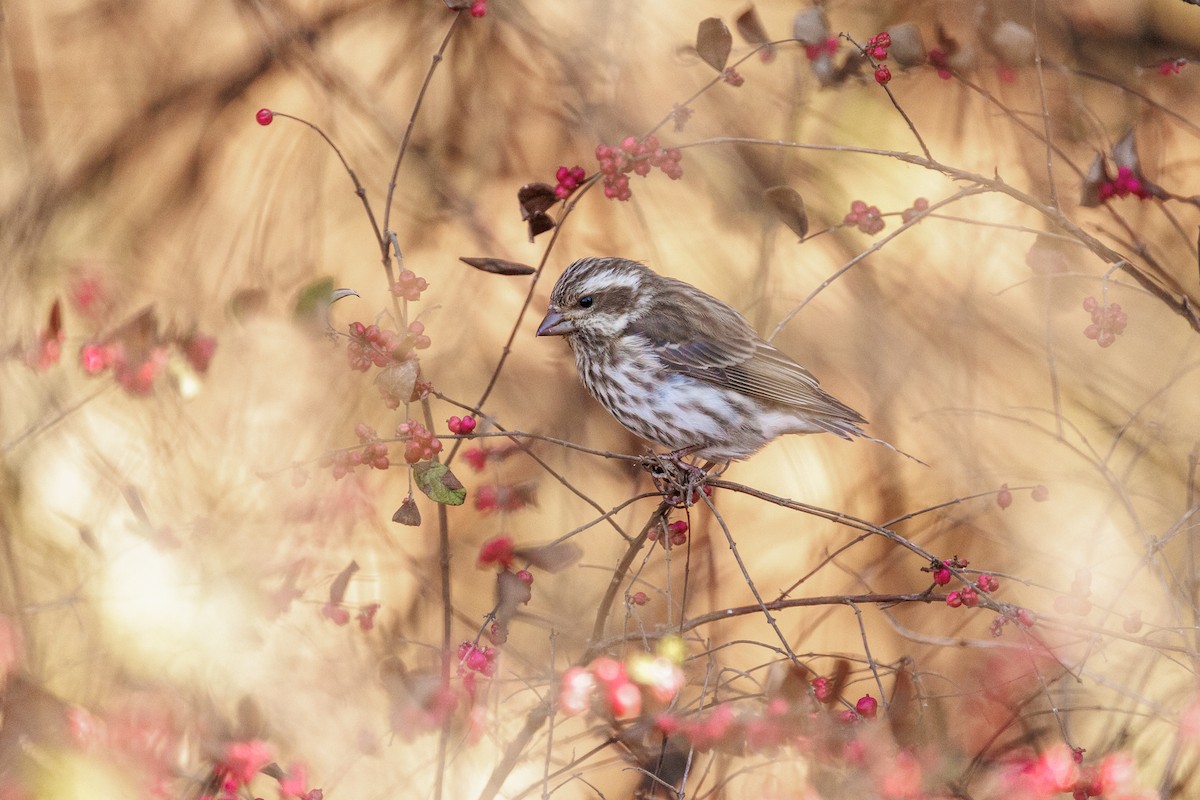 Purple Finch - ML626151524