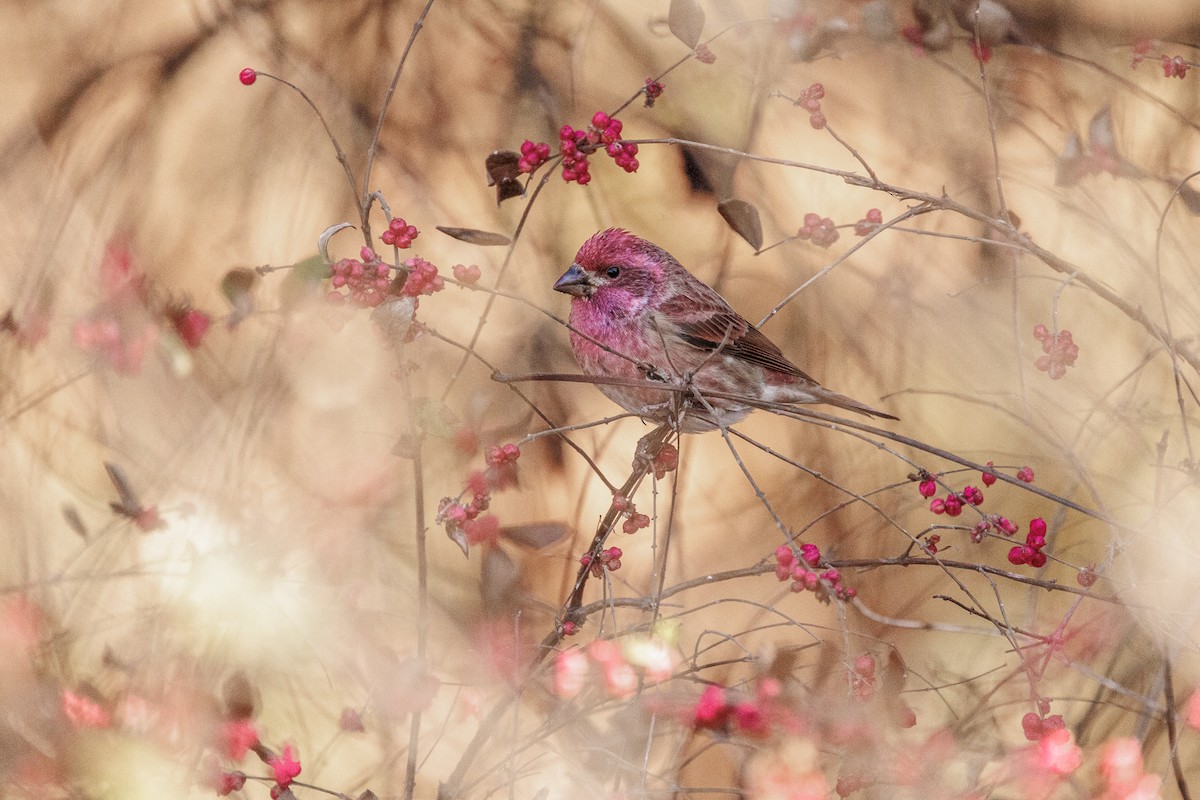 Purple Finch - ML626151525