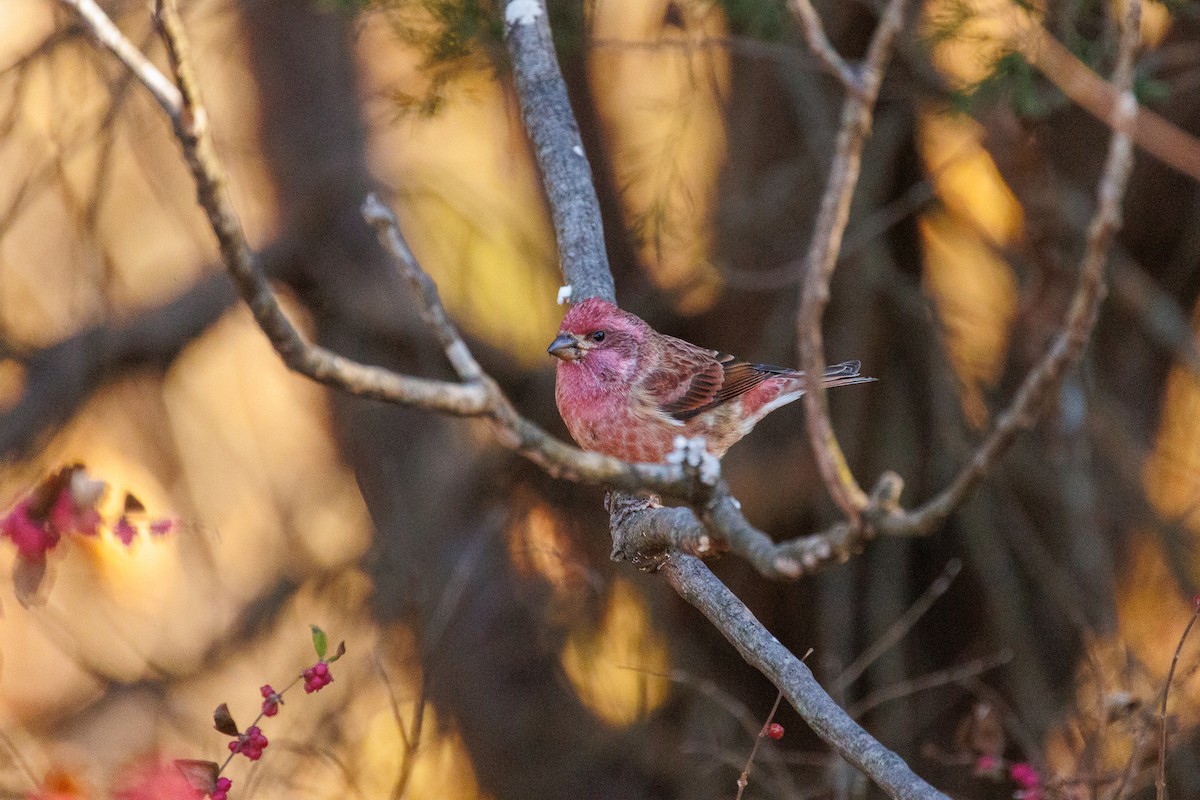 Purple Finch - ML626151526