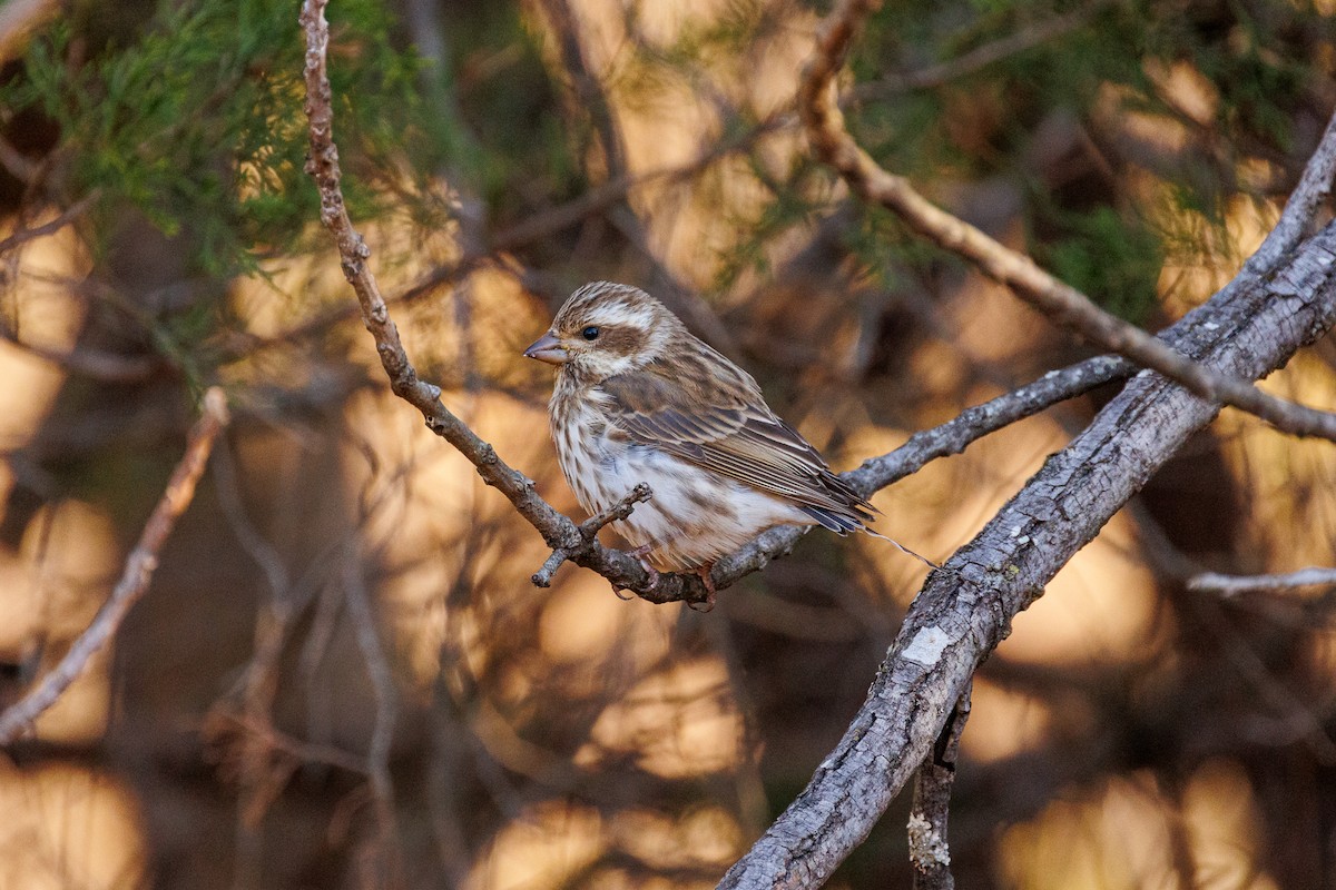 Purple Finch - ML626151528