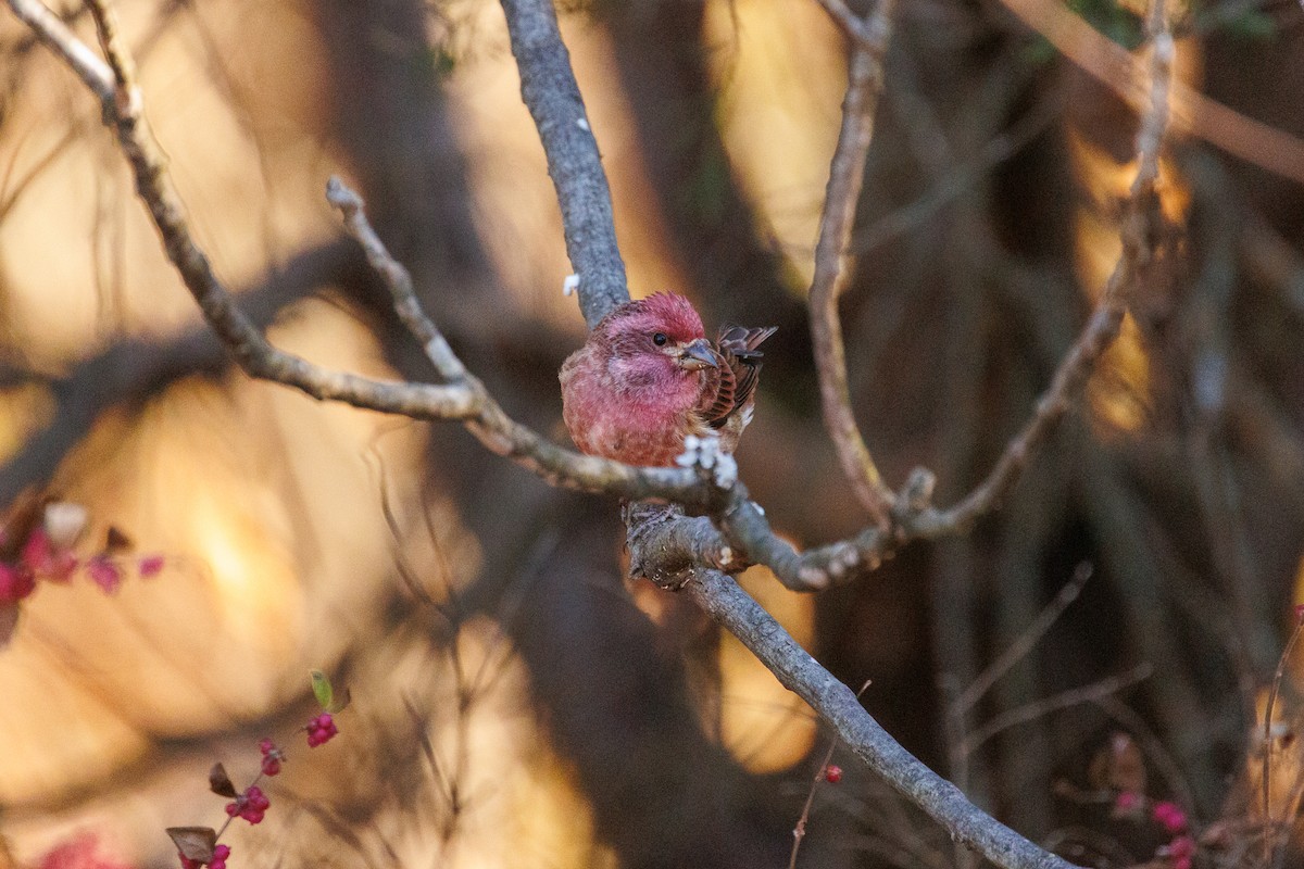 Purple Finch - ML626151529