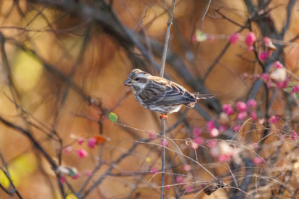 Purple Finch - ML626151530