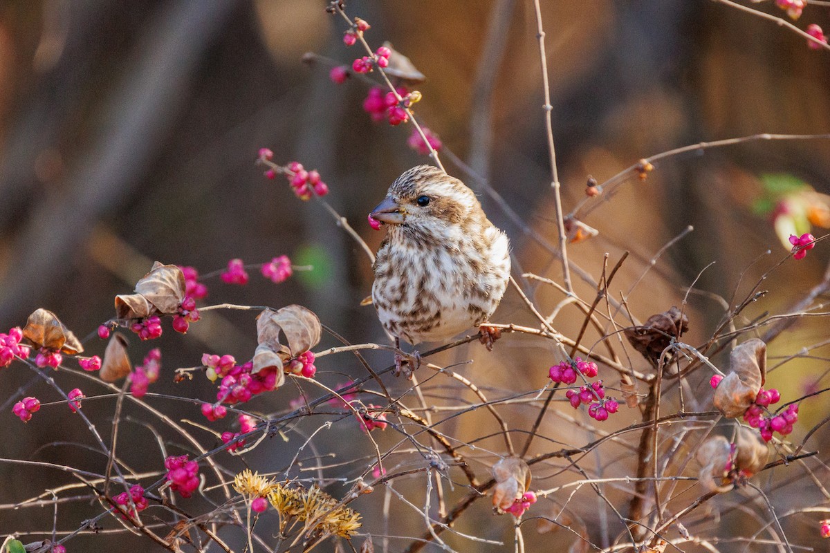 Purple Finch - ML626151531