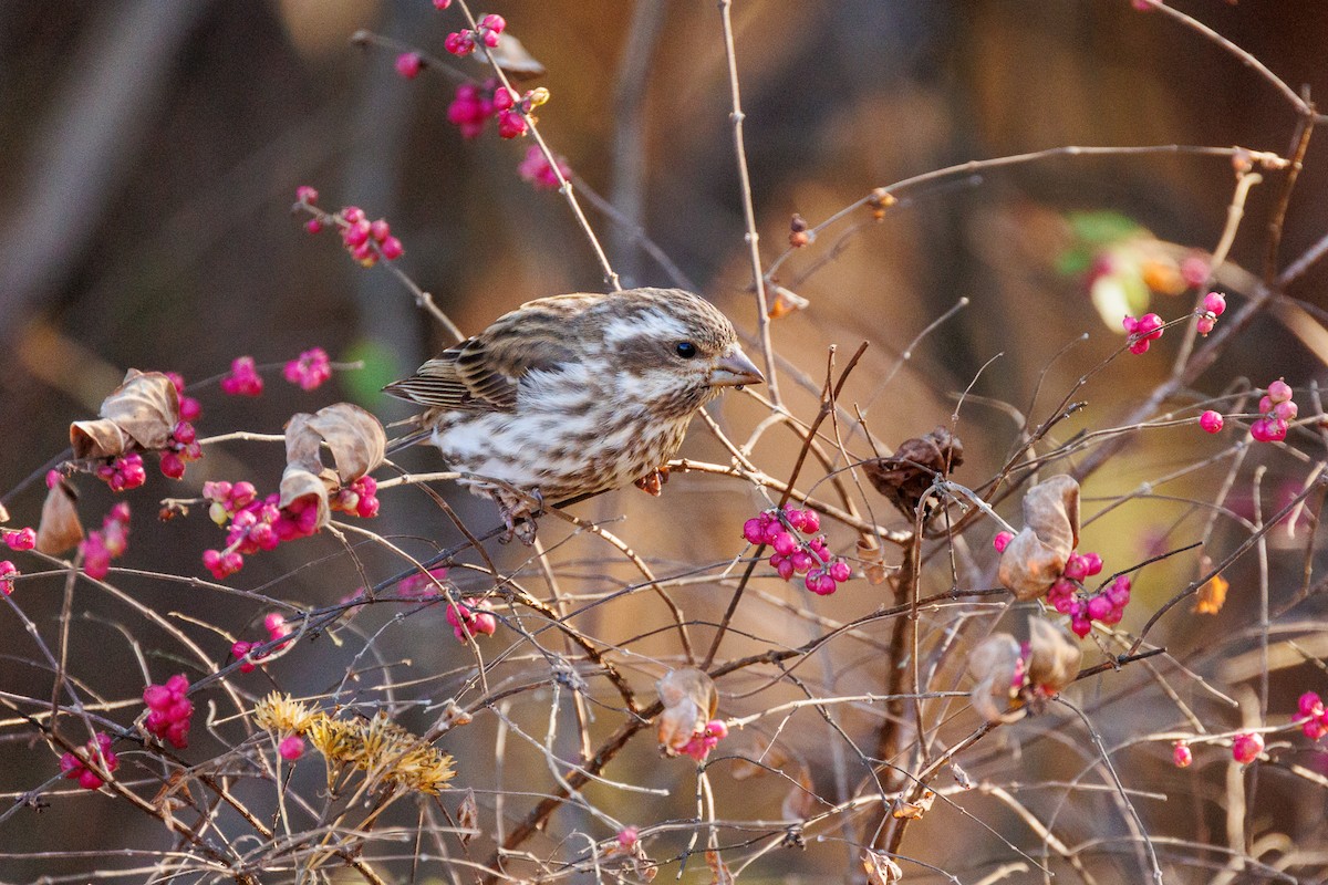 Purple Finch - ML626151534