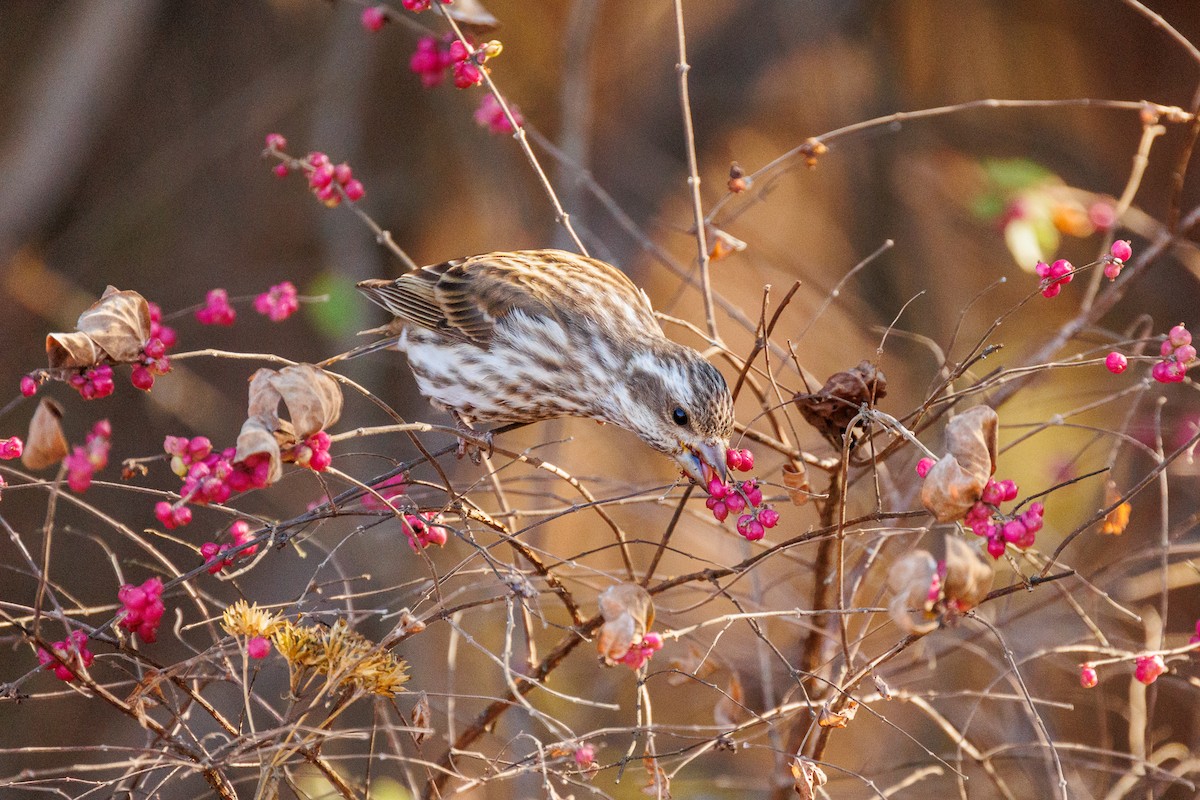 Purple Finch - ML626151535