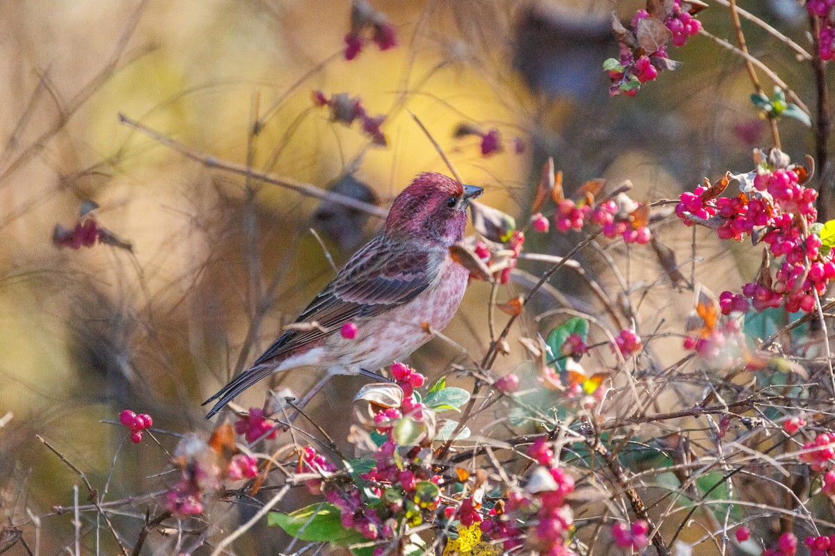 Purple Finch - ML626151536