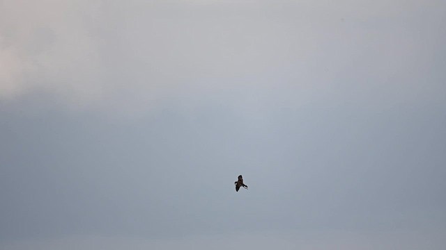 Great Shearwater - ML626151560