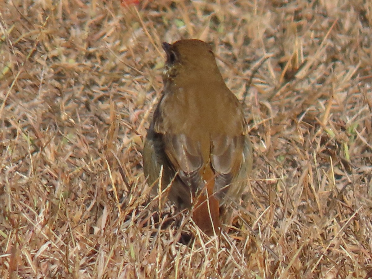 Hermit Thrush - ML626151580