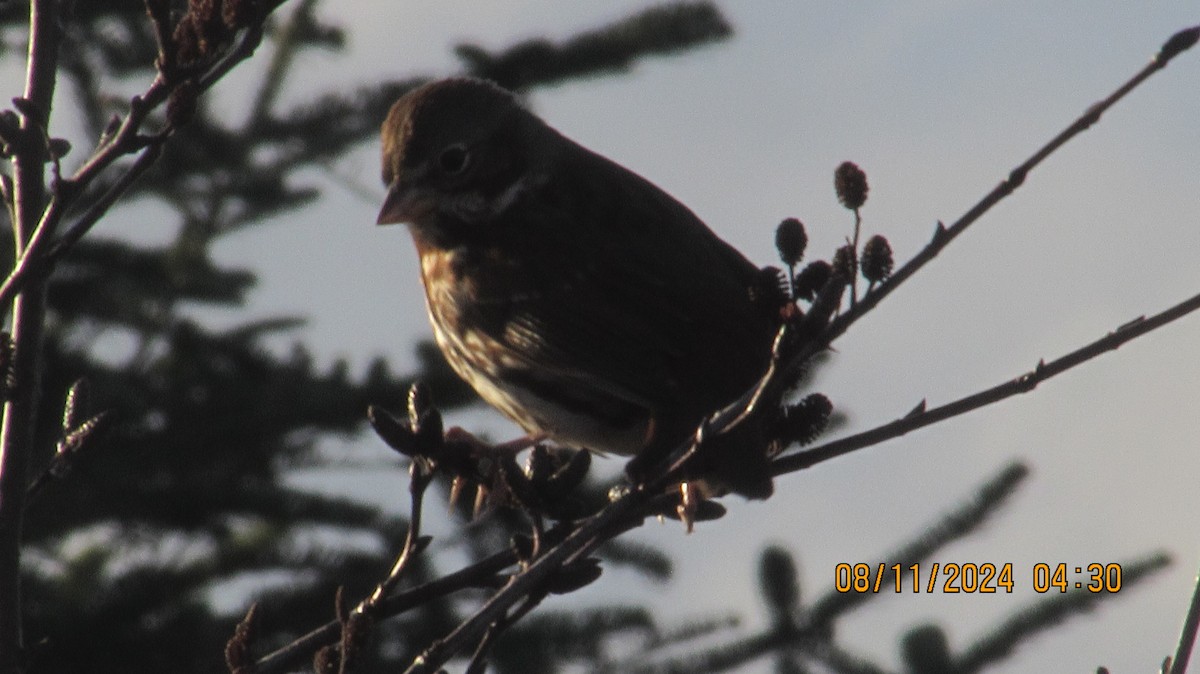 Fox Sparrow - ML626151593