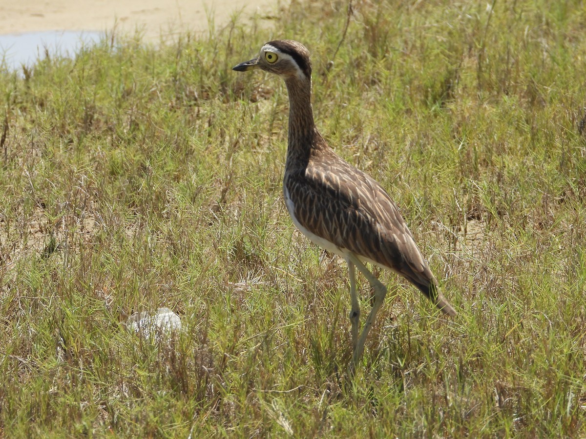 Double-striped Thick-knee - ML626151649