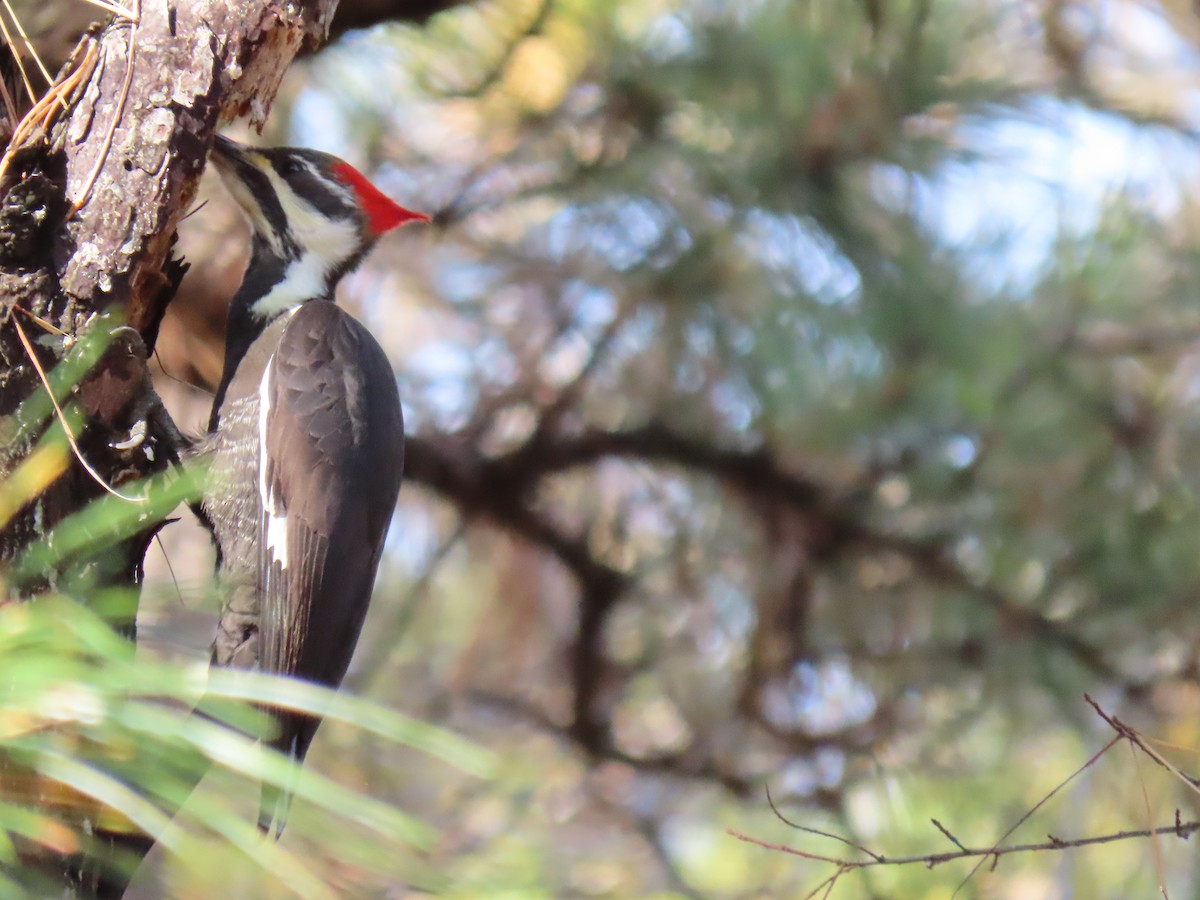 Pileated Woodpecker - ML626151655