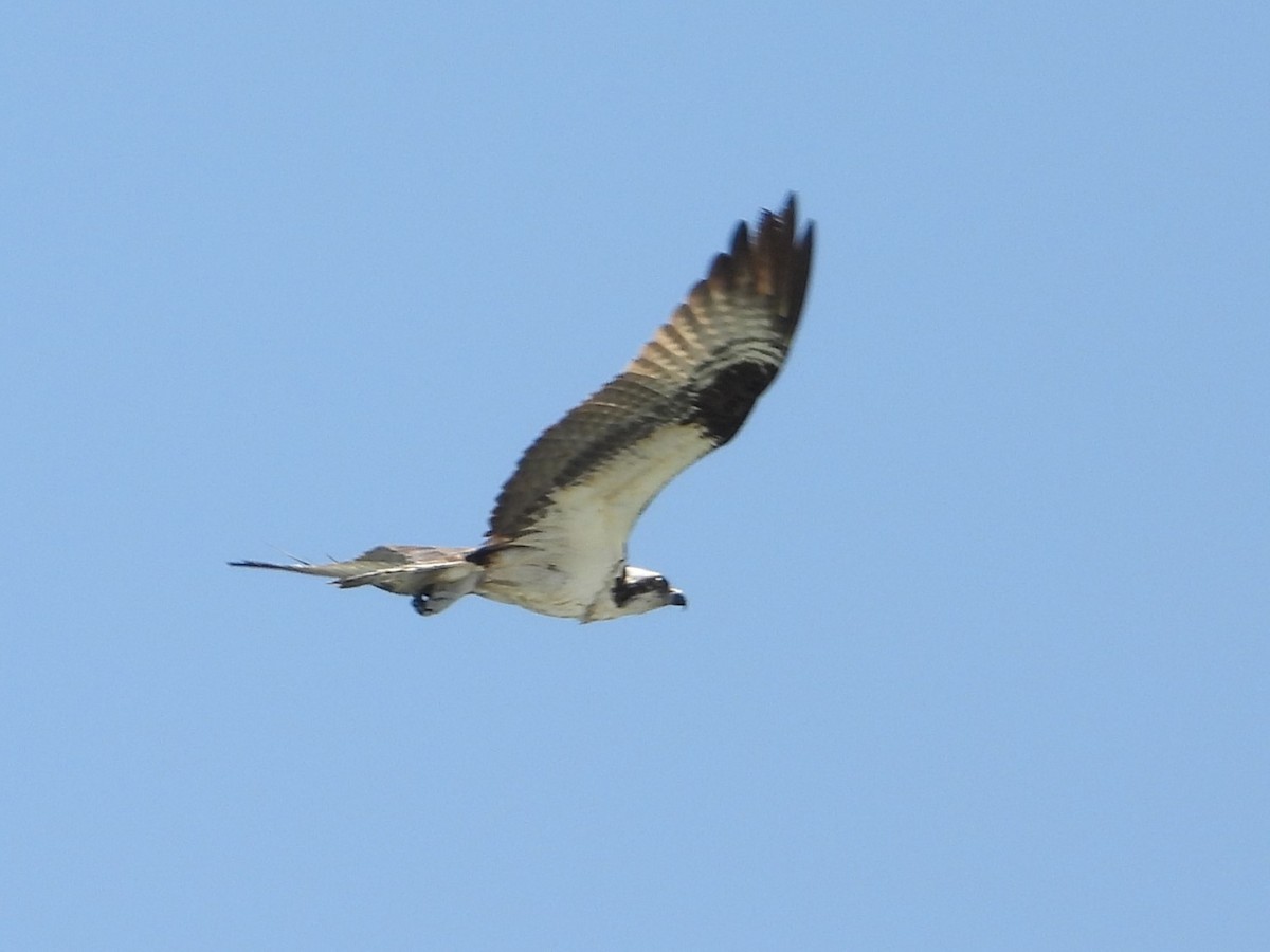 Falco pescatore - ML626151661