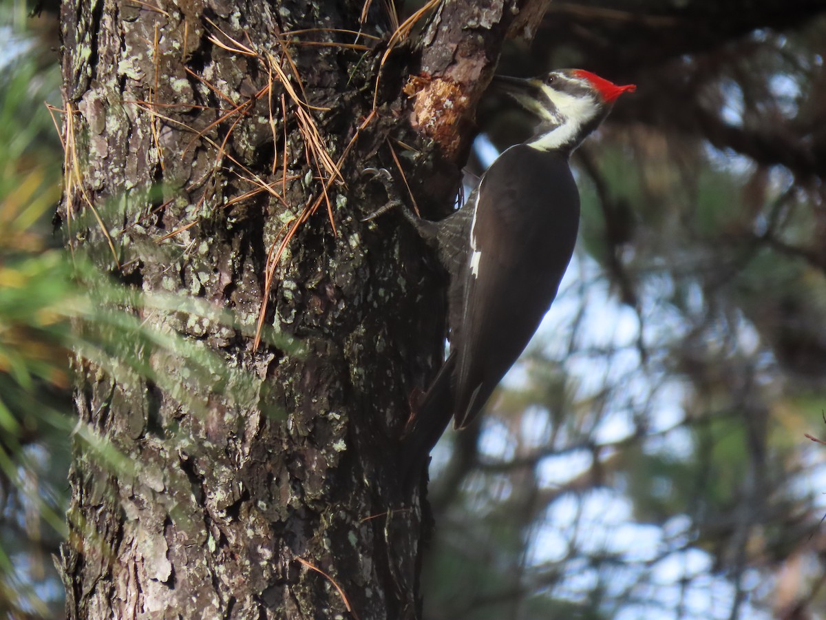 Pileated Woodpecker - ML626151698