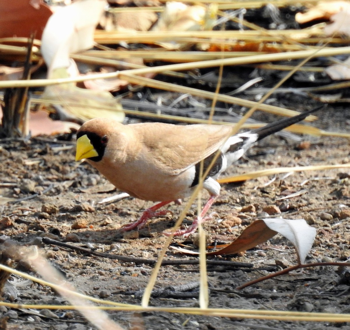 Masked Finch - ML626151704