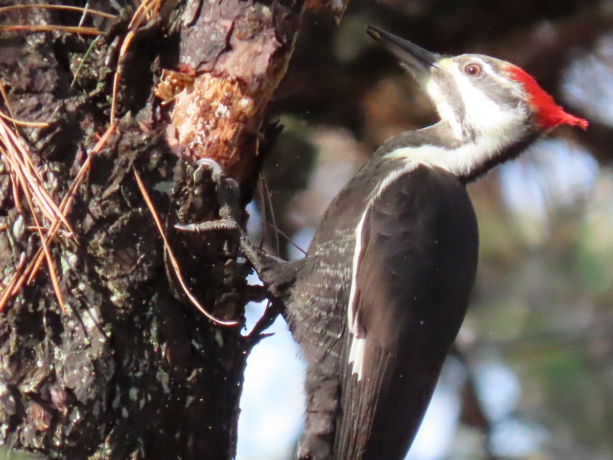 Pileated Woodpecker - ML626151765